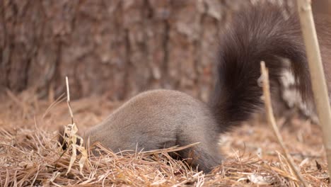 Eurasisches-Graues-Eichhörnchen,-Das-Nuss-Isst,-Das-Auf-Hinterbeinen-Neben-Dem-Stamm-Steht---Seitenansicht