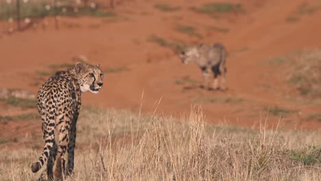 Cheetah-watching-flying-insect-while-walking-with-pack-in-savannah