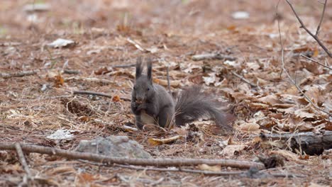 Gray-Squirrel-eating-and-searching-for-fallen-pine-tree-nuts-on-the-ground-in-a-wild-forest