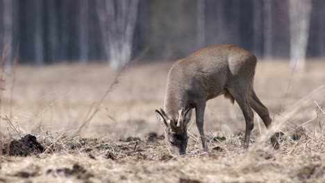 Roe-deer-with-new-set-of-three-point-antlers-in-spring-time-on-dry-grass-meadow