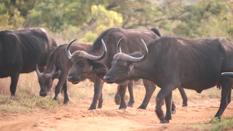 Grasende-Herde-Afrikanischer-Büffel,-Die-In-Savannenwäldern-Spazieren-Gehen