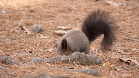 Aberts-Eichhörnchen-Sucht-Im-Herbstwald-Nach-Nüssen-Auf-Dem-Boden