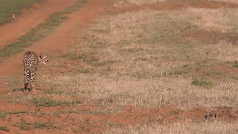 Cheetah-standing-by-dirt-road-in-african-savannah,-preparing-to-hunt