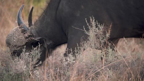 Afrikanischer-Büffelbulle-Mit-Großen-Hörnern,-Die-In-Der-Savanne-Grasen,-Nahaufnahme