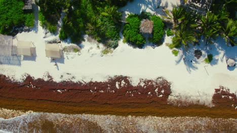 Drone-Footage-Of-Tropical-White-Sandy-Beach-In-Tulum-Mexico-On-Luxury-Resort-With-Lush-Green-Tree-Line