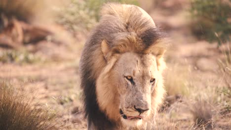 Grausiger-Löwe-Mit-Narbe-Auf-Der-Stirn,-Der-Langsam-In-Der-Afrikanischen-Savanne-Läuft