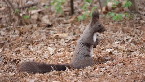 Eurasisches-Graues-Eichhörnchen-Im-Herbst-Oder-Frühling-Auf-Der-Suche-Nach-Nahrung-Auf-Abgefallenen-Braunen-Blättern
