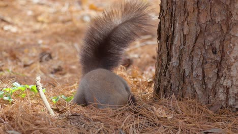 Eichhörnchen-Auf-Der-Suche-Nach-Nüssen