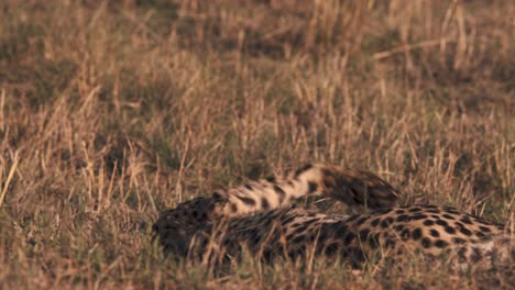 Cheetah-lying-in-african-savannah-grass,-rolling-over-and-panting