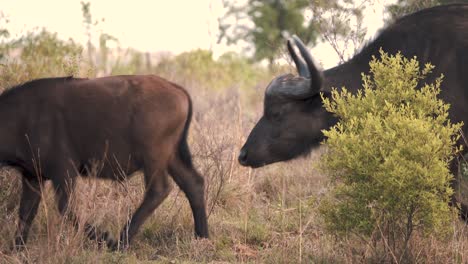 Afrikanische-Büffel,-Die-Im-Afrikanischen-Savannen-Buschland-Schlange-Stehen