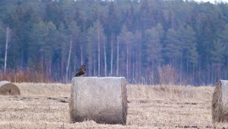 Common-buzzard-resting-watching-for-pray-on-hay-roll