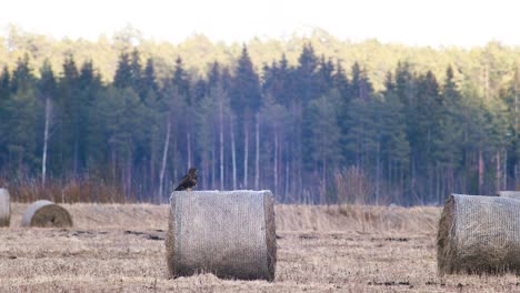 Common-buzzard-resting-watching-for-pray-on-hay-roll