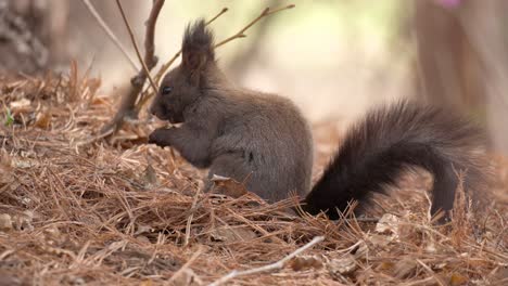 Eurasian-fluffy-Gray-Squirrel-is-sitting-on-the-lawn-in-the-autumn-forest,-holding-a-nut-in-his-paws-and-eating-it