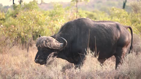 Großer-Afrikanischer-Büffelbulle,-Der-Langsam-Durch-Savannenbüsche-Stapft
