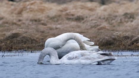 Cisnes-Cantores-Durante-La-Migración-De-Primavera-Descansando-En-Un-Charco-De-Prado-Inundado-De-Hierba-Seca