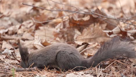 Squirrel-searching-food-in-fallen-leaves-and-standing-on-hind-legs
