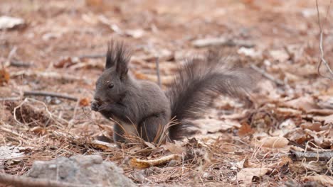 Eurasian-Squirrel-pick-up-pine-nuts-and-eat---close-up