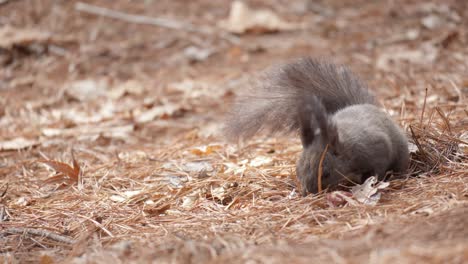 Koreanisches-Graues-Eichhörnchen-Schnüffelt-In-Umgestürzten-Kiefernnadeln-Auf-Der-Suche-Nach-Nüssen