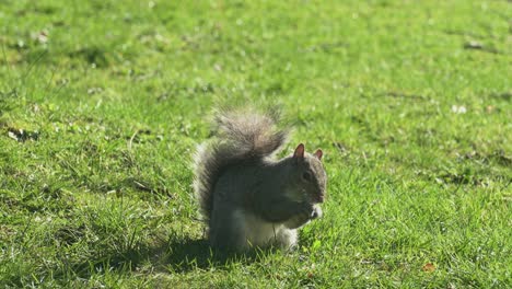 Gray-Squirrel-feeding-on-nuts-food,-in-spring-sunny-day