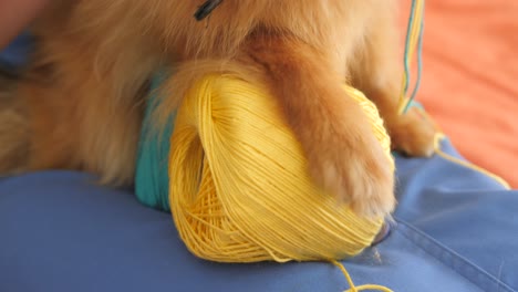 Close-up-view-of-an-owner-petting-pomeranian-dog-while-making-handcraft-bracelet-with-Ukraine-colors-at-home