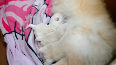 Close-up-shot-of-newborn-sweet-puppies-suckling-on-mother's-breast-for-milk-while-lying-on-the-towel