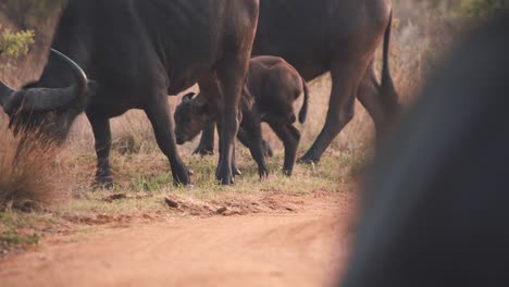 African-buffalo-calf-hiding-behind-mother,-scratching-itself-with-leg