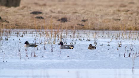 Eurasian-teal-swimming-in-flooded-meadow-puddle-during-spring-migration