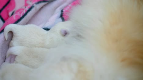 Close-up-shot-of-group-of-cute-newborn-pomeranian-puppy-sucking-milk-from-mother-dog