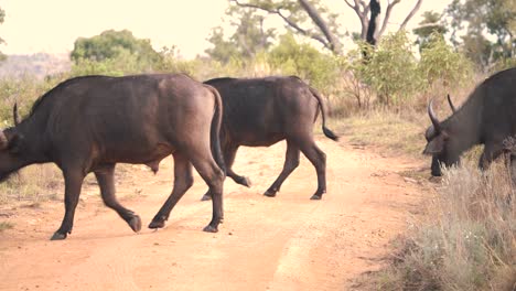 Búfalos-Africanos-Cruzando-Un-Camino-De-Tierra-En-La-Sabana-Africana