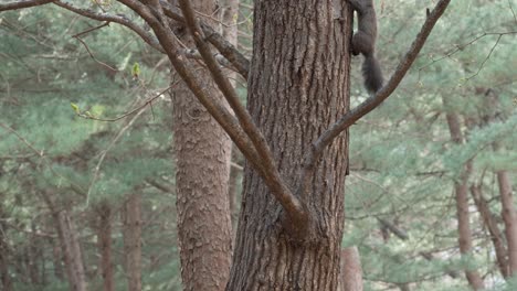 Eurasian-Tree-Squirrel-clambers-up-on-tree-trunk-in-a-pine-forest