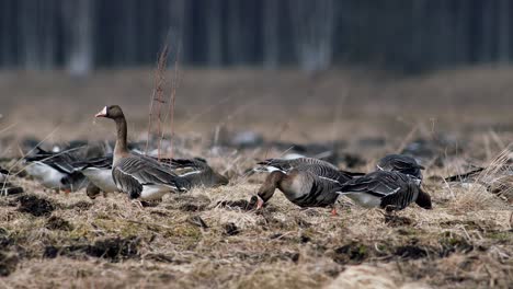 Large-flock-of-white-fronted-and-other-geese-during-spring-migration-resting-and-feeding-on-meadow-take-off