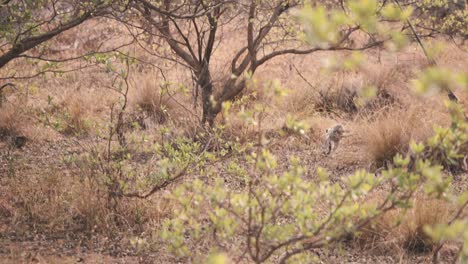Vervet-monkey-running-and-jumping-in-african-savannah-bushland