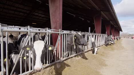 Proceso-De-Alimentación-De-Vacas-En-Una-Granja-Moderna