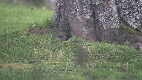 Two-Dark-eyed-Junco-searching-for-food