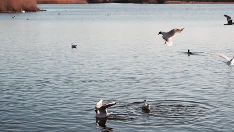 Gulls-flying-over-lake-in-evening-light,-slow-motion