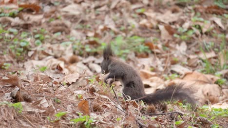Eurasisches-Graues-Eichhörnchen,-Das-Auf-Dem-Boden-Nach-Nüssen-Sucht