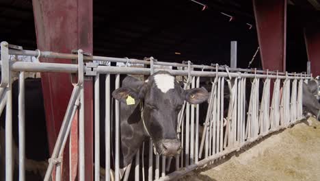 Cows-feeding-process-on-modern-farm