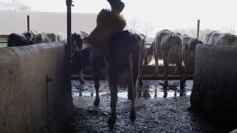Vieh-Auf-Dem-Bauernhof,-Eine-Kuh-Auf-Einem-Bauernhof-In-Einem-Stall