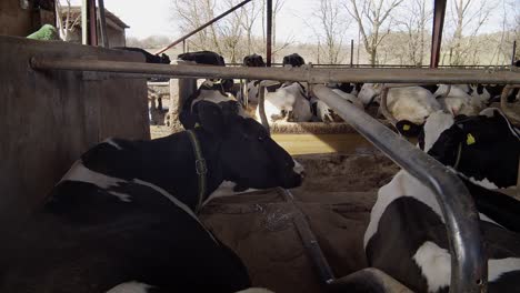 Granero-Moderno-Con-Vacas-Lecheras-Comiendo-Vacas-De-Heno-En-El-Establo,-Alimentación-De-Terneros-En-La-Granja,-Industria-Agrícola