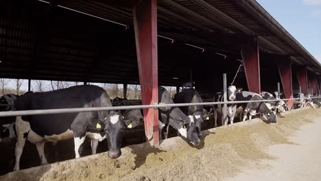 Modern-farm-cowshed-with-dairy-cows-eating-hay,-dairy-farm