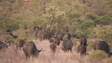 Rückseiten-Von-Afrikanischen-Büffeln,-Die-In-Savannengras-Und-Sträuchern-Grasen