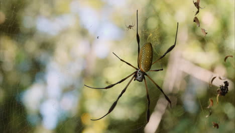 Golden-Silk-Spider-in-its-web-close-up