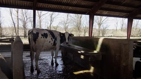 Eine-Kuh-Auf-Einem-Bauernhof-In-Einem-Stall