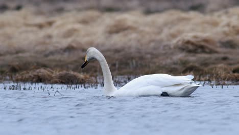 Whooper-swans-during-spring-migration-resting-in-dry-grass-flooded-meadow-puddle