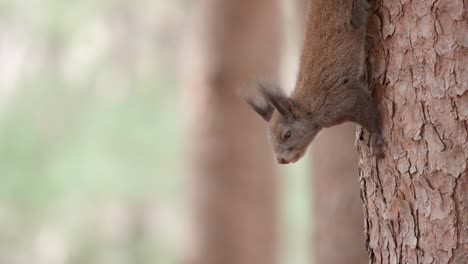 Abert's-squirrel-face-close-up-hanging-upside-down-on-a-trunk-of-pine-tree