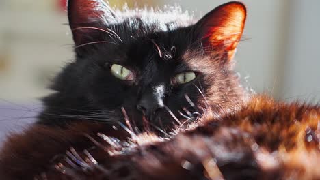 Black-cat-staring-at-the-camera