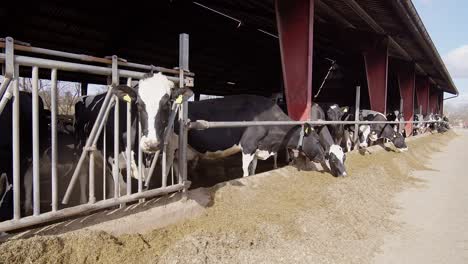 Modern-farm-cowshed-with-dairy-cows-eating-hay,-dairy-farm
