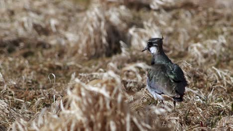 Lapwing-in-high-strong-wind-in-dry-grass-meadow
