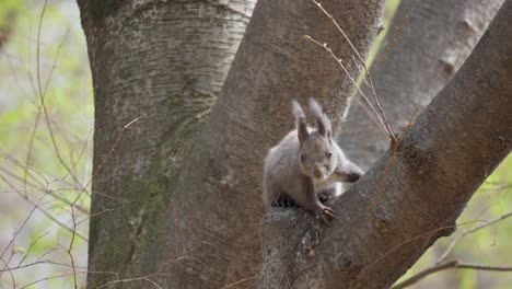 Eurasian-Gray-Squirrel-on-the-tree