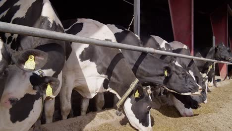 Feeding-cows-with-hay-on-a-dairy-farm